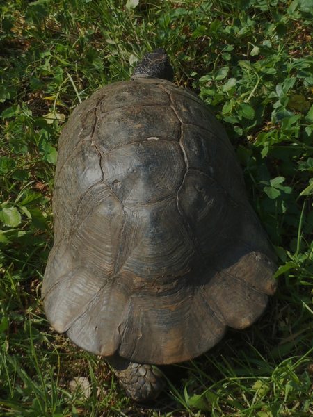 Testudo marginata